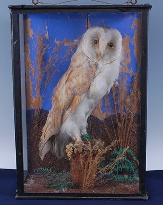Lot 380 - An early 20th century taxidermy Barn Owl (Tyto...