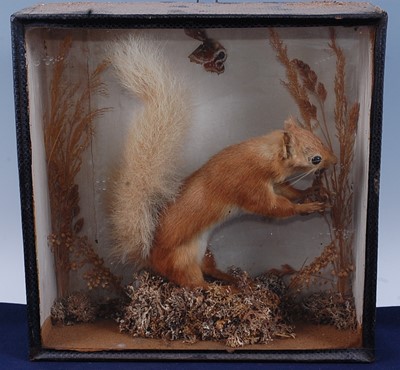 Lot 393 - An early 20th century taxidermy Red Squirrel...