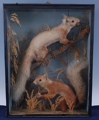Lot 388 - A brace of early 20th century taxidermy Red...