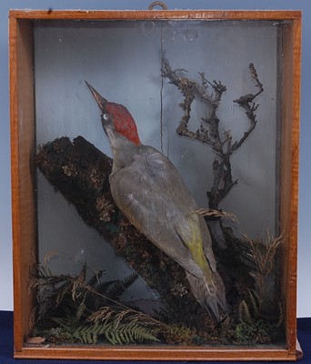 Lot 386 - An early 20th century taxidermy Green...