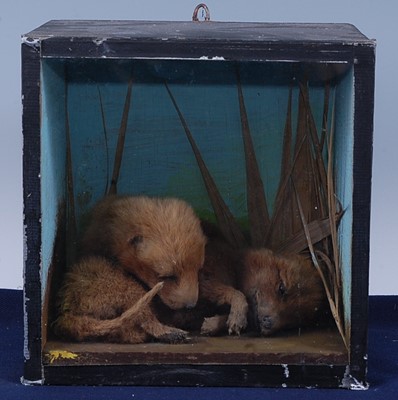 Lot 384 - A pair of early 20th century Fox cubs (Vulpes...