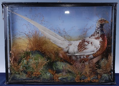 Lot 390 - A Victorian taxidermy Old English Pheasant...