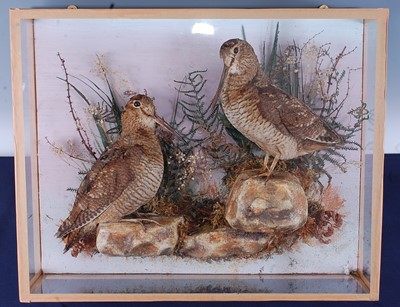 Lot 377 - A pair of taxidermy Woodcock (Scalopax...