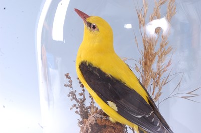 Lot 394 - A taxidermy Golden Oriole (Oriolus oriolus)...