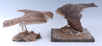 Lot 373 - An early 20th century taxidermy male...