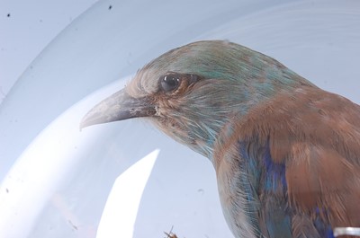 Lot 392 - An early 20th century taxidermy Indian Roller...