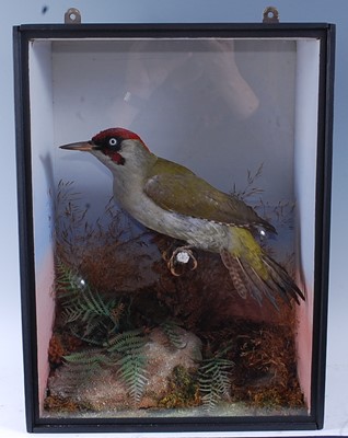 Lot 375 - An early 20th century taxidermy Green...