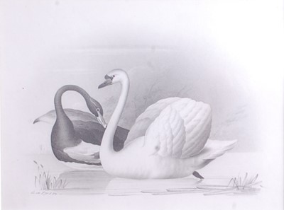 Lot 2492 - * C. Galpin of Charmouth - Two swans, pencil...