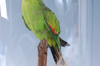 Lot 396 - A 20th century taxidermy Red-winged Parrot...