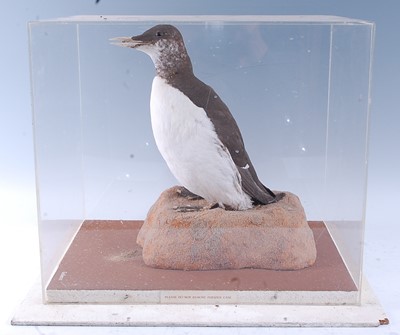 Lot 371 - A taxidermy Guillemot (Uria aalge), mounted on...