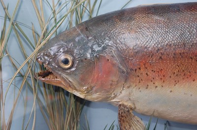 Lot 374 - A late 20th century taxidermy Rainbow Trout...