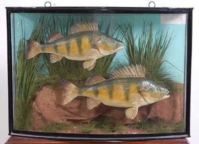 Lot 379 - A brace of early 20th century taxidermy Perch...