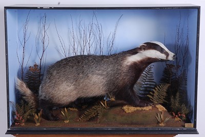 Lot 400 - A taxidermy badger (Meles meles), mounted in a...