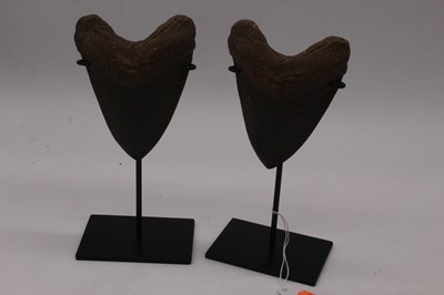 Lot 53 - Two probably fossilised megalodon teeth,...
