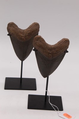 Lot 53 - Two probably fossilised megalodon teeth,...