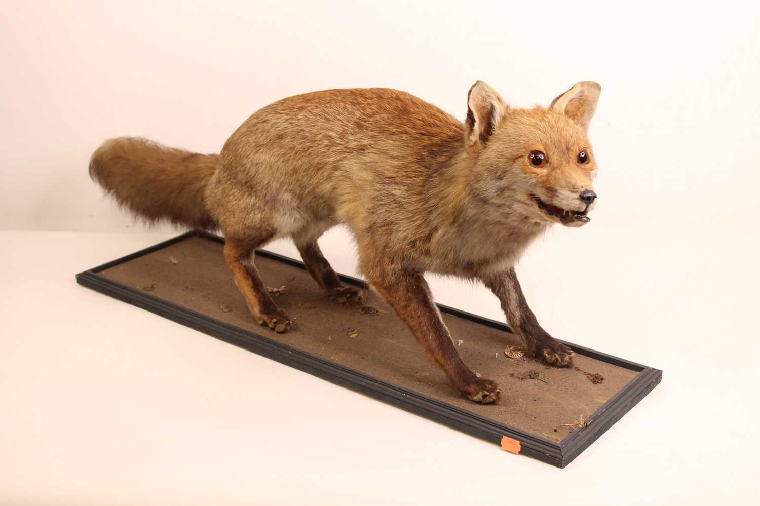 Lot 1325 - A taxidermy model of a standing fox, raised on...