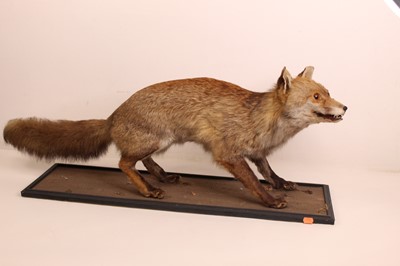Lot 1325 - A taxidermy model of a standing fox, raised on...