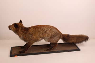 Lot 1325 - A taxidermy model of a standing fox, raised on...