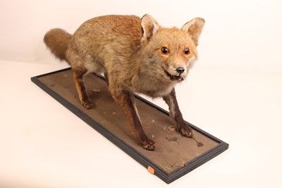 Lot 1325 - A taxidermy model of a standing fox, raised on...