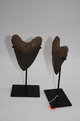 Lot 80 - A pair of resin models of megalodon teeth,...