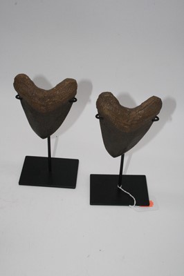 Lot 80 - A pair of resin models of megalodon teeth,...