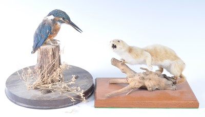 Lot 378 - A taxidermy Kingfisher (Alcedo atthis),...