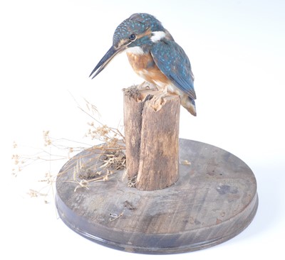 Lot 378 - A taxidermy Kingfisher (Alcedo atthis),...