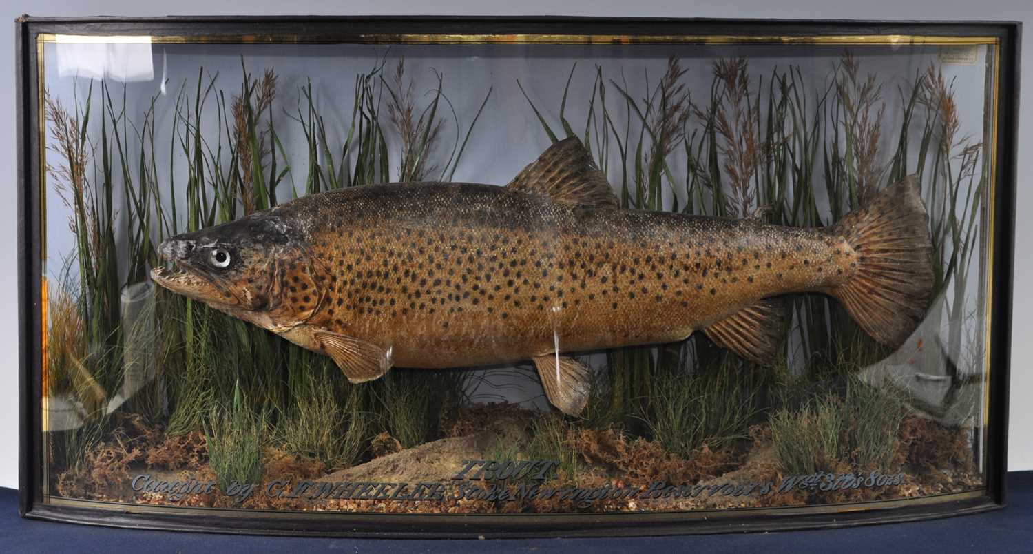 Lot 388 - An early 20th century taxidermy Brown Trout...