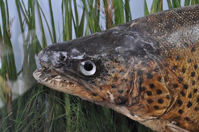 Lot 388 - An early 20th century taxidermy Brown Trout...
