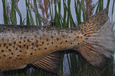 Lot 388 - An early 20th century taxidermy Brown Trout...