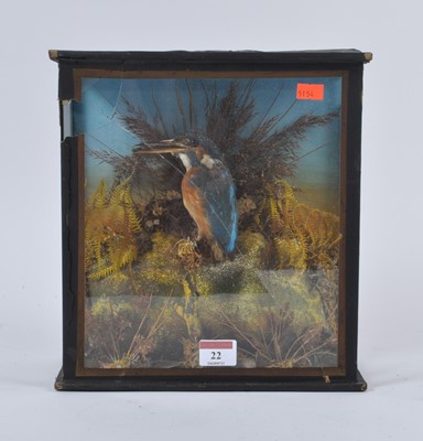 Lot 22 - A Victorian cased taxidermy kingfisher,...
