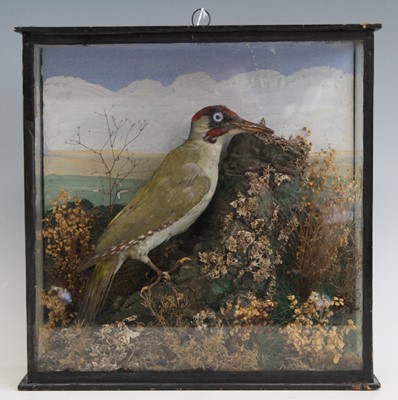 Lot 448 - An early 20th century taxidermy Green...