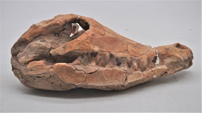 Lot 129 - A model of a crocodile skull, 36cm