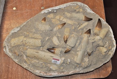 Lot 135 - A model of Mosasaurus teeth in a matrix, 46cm...