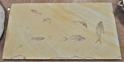 Lot 136 - A limestone plaque, having fish outlines, 61 x...
