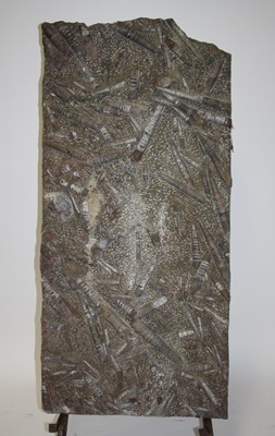 Lot 2352 - A large orthoceras matrix, Devonian period,...