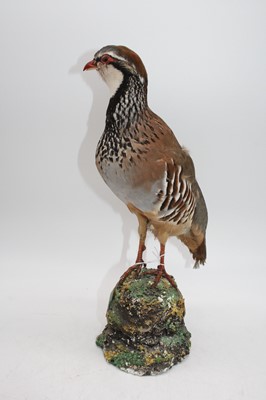 Lot 69 - A taxidermy partridge, height 36cm, together...