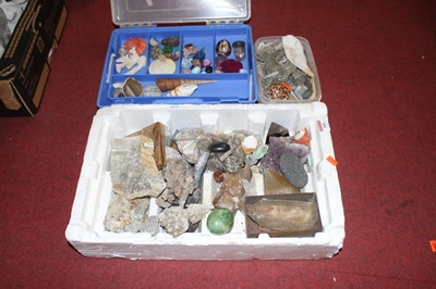 Lot 101 - A collection of shells and minerals
