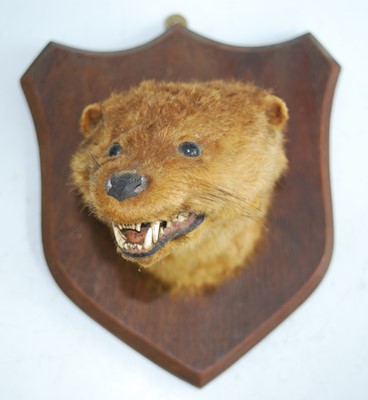 Lot 445 - A taxidermy Otter (Lutra lutra), head mount on...