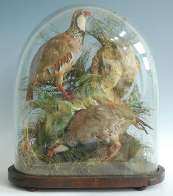 Lot 444 - A brace of taxidermy Red-Legged Partridge...