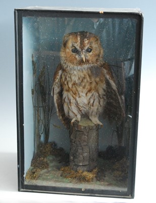 Lot 446 - A late Victorian taxidermy Tawny Owl (Strix...