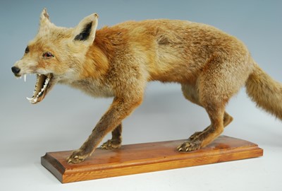 Lot 453 - A taxidermy Fox (Vulpes vulpes), in standing...