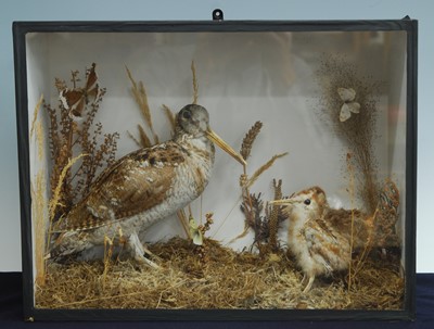 Lot 450 - A taxidermy Woodcock (Scalopax rusticola),...