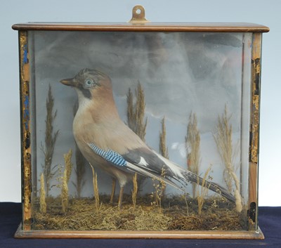 Lot 454 - An early 20th century taxidermy Jay (Garrulus...