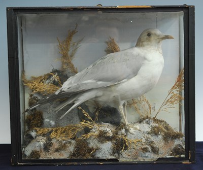 Lot 452 - An early 20th century taxidermy Seagull (larus...