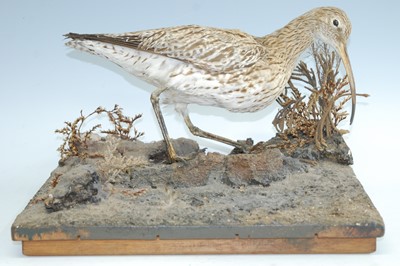 Lot 449 - A 20th century taxidermy Curlew (Numenius...