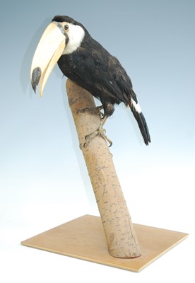 Lot 447 - A taxidermy Toco Toucan (Ramphastos toco),...