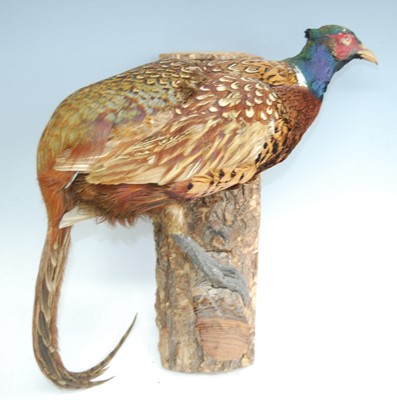 Lot 451 - A taxidermy Pheasant (Phasianus colchicus),...