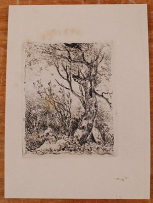 Lot 2436 - John Crome (1768-1821) - Study of a tree, soft-...