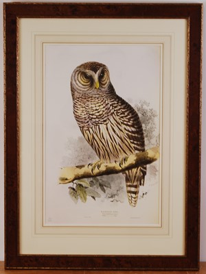 Lot 436 - After Edward Lear, (1812-1888), Barred Owl,...